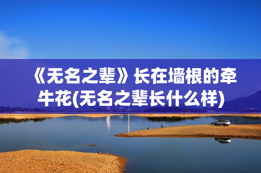 《无名之辈》长在墙根的牵牛花(无名之辈长什么样)