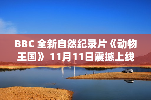 BBC 全新自然纪录片《动物王国》 11月11日震撼上线(bbc自然纪录片中英字幕)