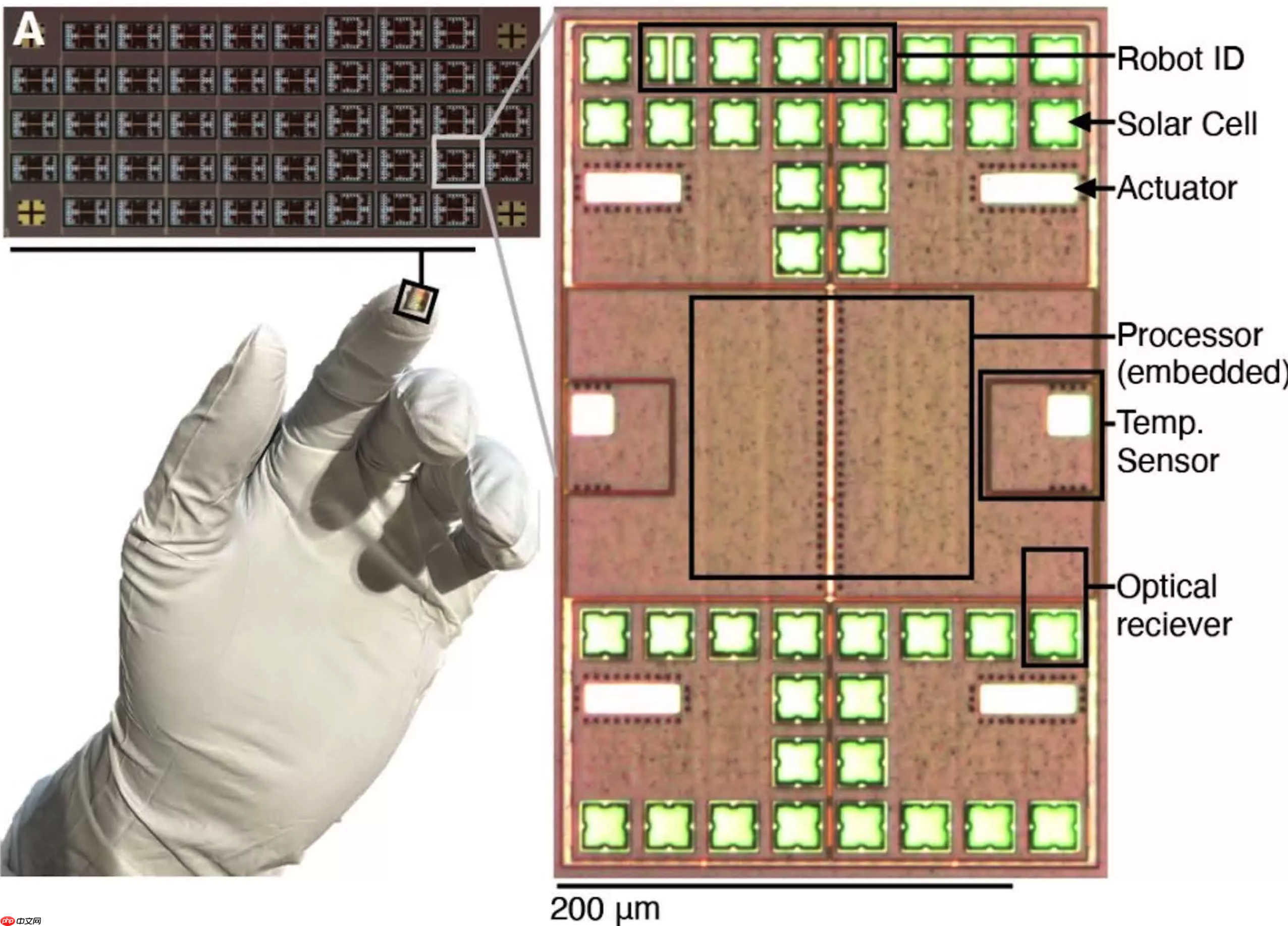 研究人员打造全球最小的可编程自主机器人