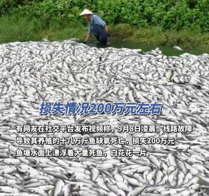 十几万斤鱼死亡白花花铺满鱼塘 负责人:损失200万 - php中文网