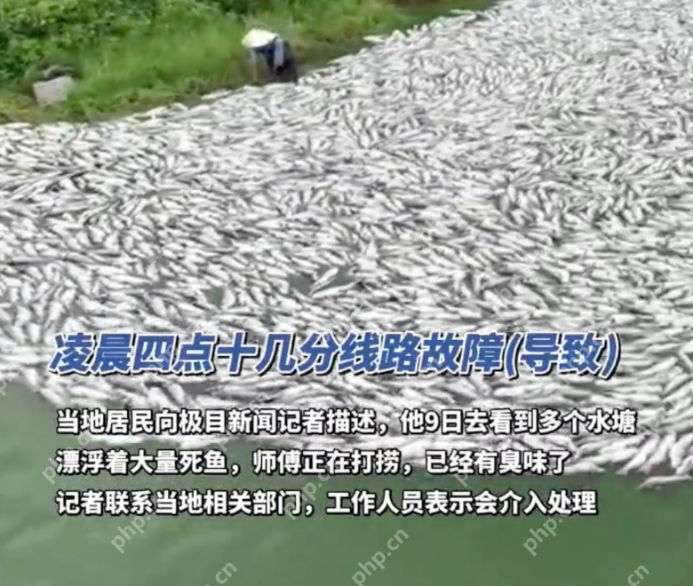 十几万斤鱼死亡白花花铺满鱼塘 负责人:损失200万 - php中文网