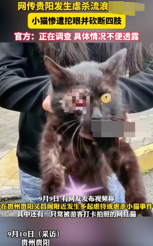 贵州文昌阁多只小猫被挖眼砍断四肢是怎么回事？详情介绍