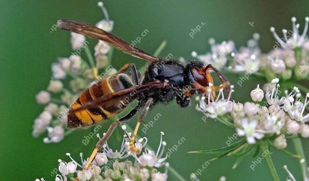 兄妹被胡蜂蜇亡全身伤口达700个是怎么回事?详情介绍 - php中文网