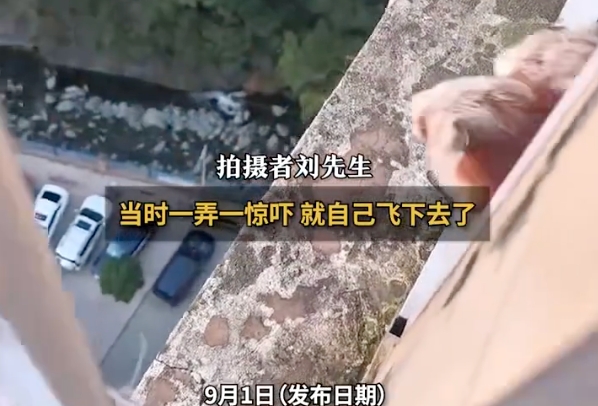 3只飞鼠19楼跃出上演“翼装飞行”是怎么回事?详情介绍 - php中文网