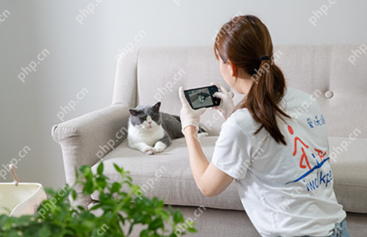 90后特教老师兼职情感陪聊月入过万:上门喂养宠物和线上情感陪聊 - php中文网