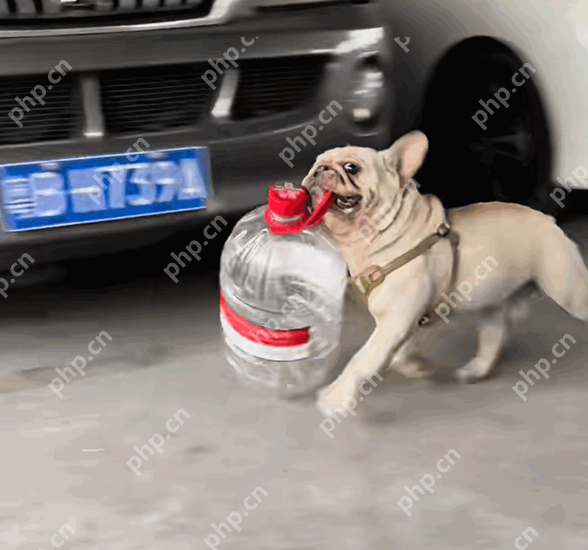 狗狗捡瓶子25天收入1300多？网友：狗都比我挣的多 - php中文网