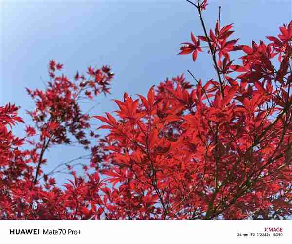 建议友商跟进!华为Mate 70 Pro+红枫影像实拍测试