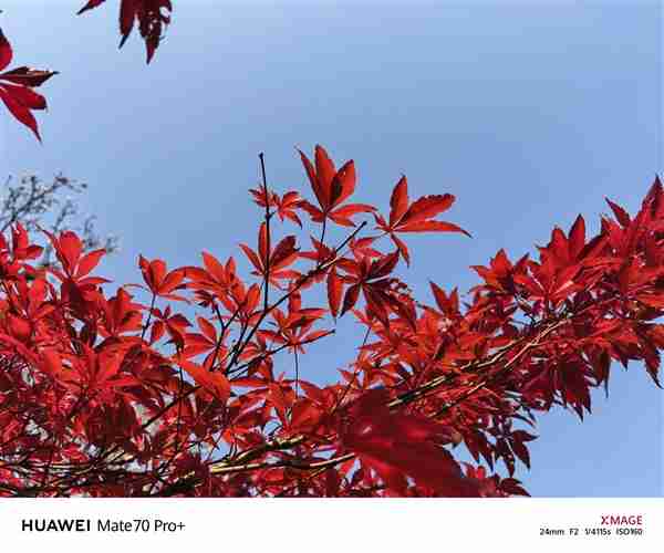 建议友商跟进!华为Mate 70 Pro+红枫影像实拍:果然名不虚传