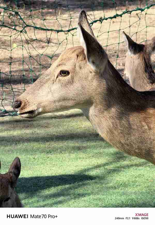 建议友商跟进!华为Mate 70 Pro+红枫影像实拍:果然名不虚传