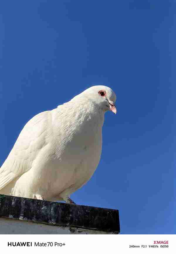 建议友商跟进!华为Mate 70 Pro+红枫影像实拍:果然名不虚传